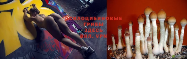 индика Гусев